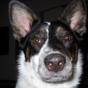 Meet your Posher, Robin